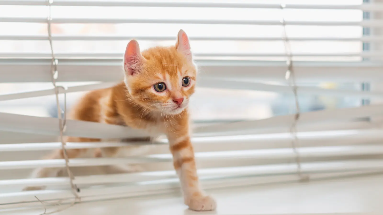 A kitten is stuck in vertical blinds.