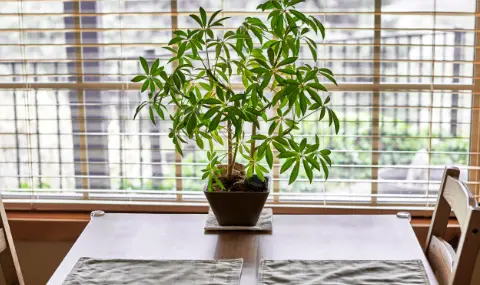 A potted plant sits on a dining table near a window with mini blinds