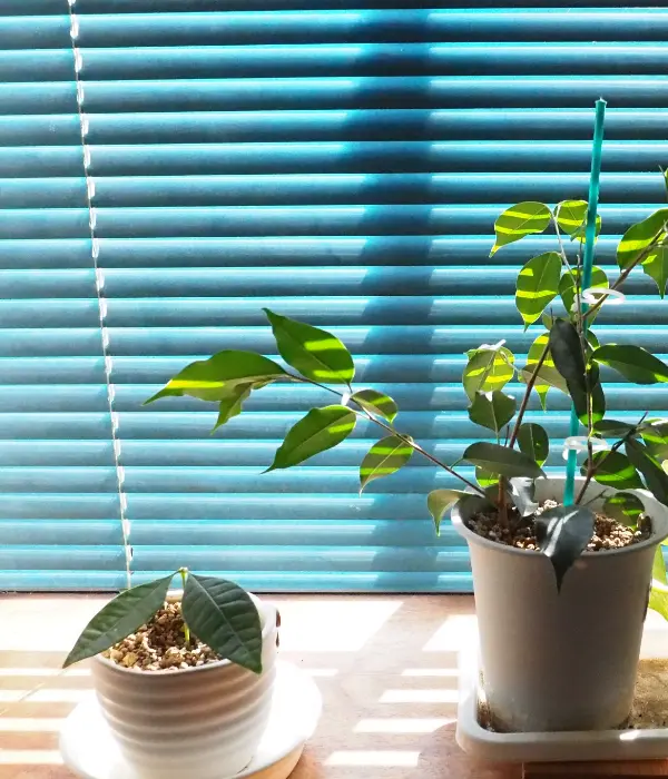 Blue mini blinds covering a sunny window